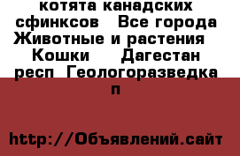 котята канадских сфинксов - Все города Животные и растения » Кошки   . Дагестан респ.,Геологоразведка п.